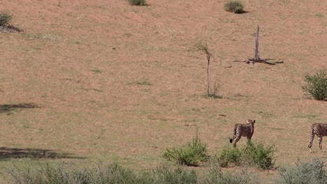 Dos-Guepardos-Africanos-Caminan-Por-El-árido-Paisaje-Del-Desierto-De-Kalahari