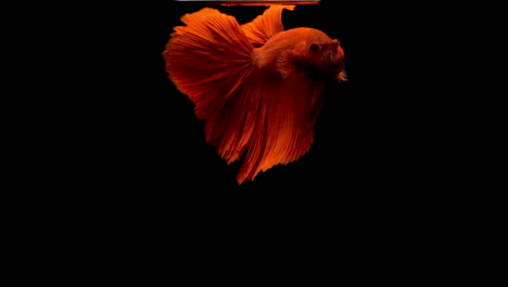 Colorful-red-Thai-Fighting-Fish-or-better-known-as-Siamese-Fighting-Fish-Betta-Splendens-in-super-slow-motion-on-black-background