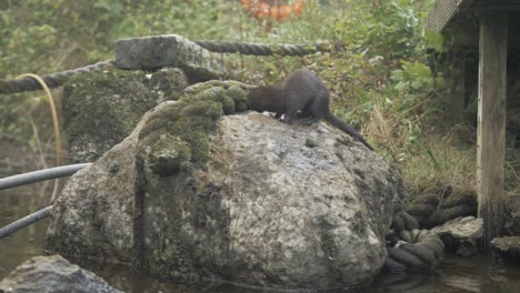 Wild-mink-jumps-onto-rock-searching-for-food-SLOW-MOTION