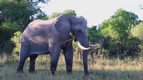 Massive-African-elephant-pulls-dry-grass-with-its-trunk-and-eats-it