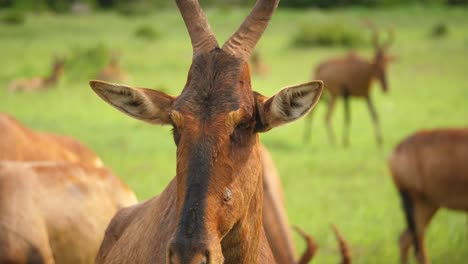 Close-up-of-Red-Hartebeest-ruminating