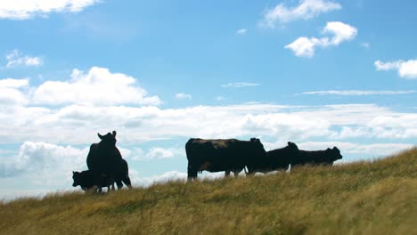 Vacas-Angus-Negras-De-Pie-En-Una-Hermosa-Colina-En-Nueva-Zelanda