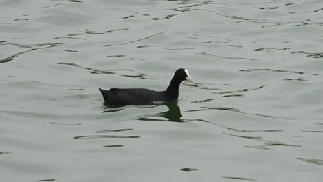 Pájaro-Nadando-En-El-Lago