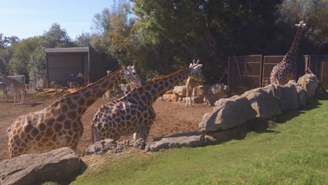 Eine-Große-Gruppe-Giraffen-Grasen-Auf-Gras-In-Ihrem-Offenen-Gehege-In-Einem-Wildtiersafaripark