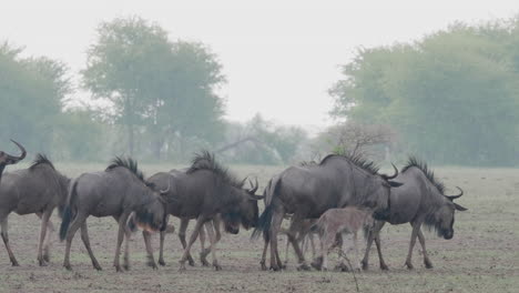 Wildebeest-Walking-On-The-Plain-Field-In-Savannah,-Botswana-On-A-Rainy-Day---Medium-Shot