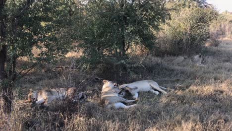 Amusing-African-Lions-groom-each-other-in-Kalahari-shade,-Africa