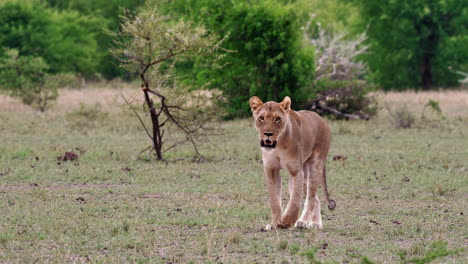 Eine-Löwin,-Die-Langsam-Auf-Dem-Grasland-In-Der-Nxai-Pfanne-In-Botswana-Läuft-–-Mittlere-Aufnahme