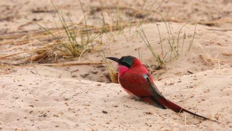 Nahaufnahme:-Wunderschöner-Mehrfarbiger-Südkarminroter-Bienenfresservogel-Im-Sand