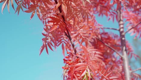 Baum-Mit-Roten-Blättern-Im-Herbst