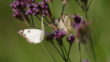 Verträumte-Aufnahme-Von-Schmetterlingen-Auf-Lila-Blüten