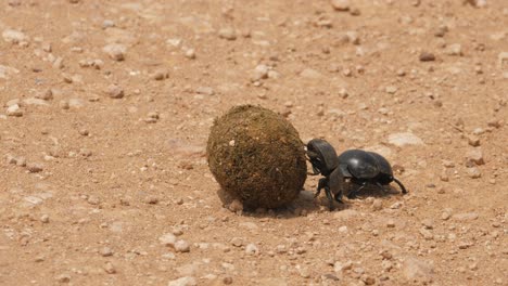A-pair-of-flightless-dung-beetles-pushing-a-dung-ball-across-rocky-ground-in-a-display-of-strength-and-perseverance