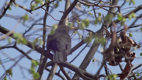 Slow-motion-medium-shot-of-a-young-Blackbird-seen-from-behind,-sitting-on-a-branch-in-the-wind,-surrounded-by-greenery-slightly-concealing-it