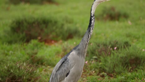 Slow-motion-shot-of-an-elegant-black-headed-heron-stalking-through-Africa's-luscious-wetlands