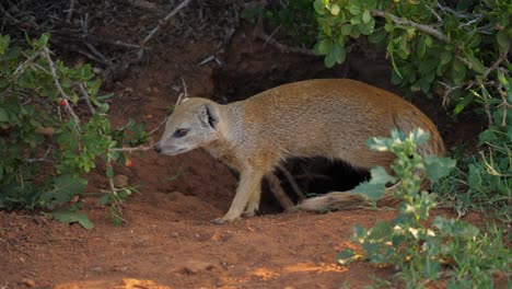 A-yellow-mongoose-scratches-its-nose-on-a-low-lying-shrub-before-standing-guard-in-front-of-its-den