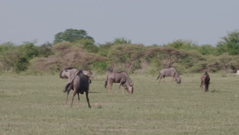 Gnus-Laufen-Auf-Der-Wiese-Auf-Die-Gnuherde-Im-Moremi-Wildreservat,-Botswana-Zu-–-Weitwinkelaufnahme