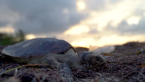 Extreme-closeup-of-backlit-sea-turtle-with-blurry-setting-sun