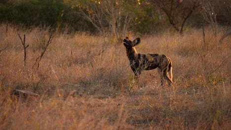 Afrikanischer-Wildhund-Interagiert-Zur-Goldenen-Stunde-Mit-Gras