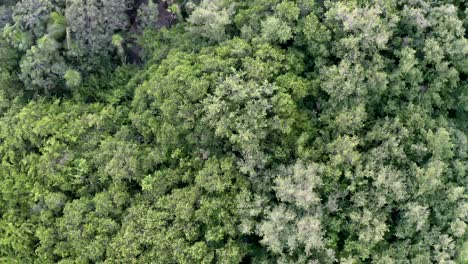 Aerial-drone-flyover-of-thick-jungle-rain-forest-canopy