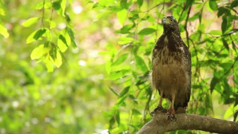 A-Subadult-Crested-Serpent-Eagle-sitting-on-a-tree-branch-observing-the-jungle-around-it-in-the-forest-called-Bandhavgarh-in-Central-India-during-Summer