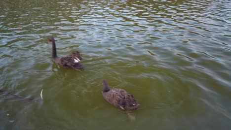 Red-beak-ducks-are-swimming-and-playing-above-the-lake-in-a-park-with-catfish-and-turtle-under-the-dark-water
