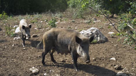 Female-wild-boar-looking-at-camera-in-slow-motion,-pan-left