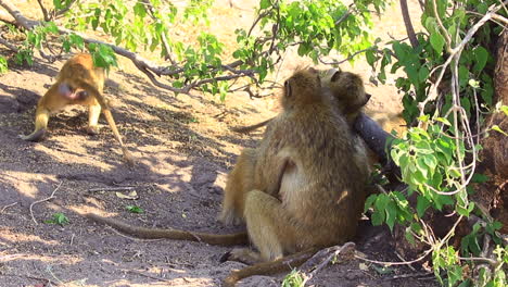 Young-Yellow-Baboons-play-while-an-adult-grooms-another-in-the-shade