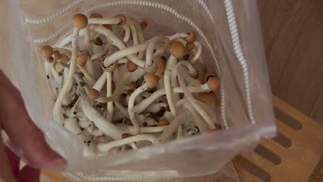 looking-in-a-grow-kit-with-some-full-grown-fresh-psychedelic-mushrooms