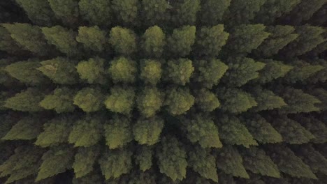 Beautiful-top-down-high-angle-elevating-aerial-shot-of-pine-trees-forest-with-dark-shadows,-Berastagi,-North-Sumatera,-Indonesia