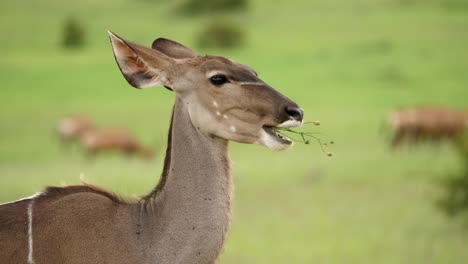 Kudu-Hembra-Comiendo,-Gira-La-Cabeza-Desde-La-Cámara,-Se-Aleja,-Plano-Medio,-En-África-Verde