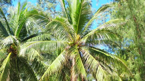 Wunderschöne-Kokospalmenplantage-über-Dem-Blauen-Himmel-An-Sonnigen-Sommertagen