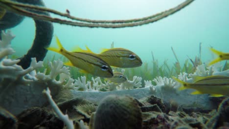 Group-of-small-yellow-fishes-group-hanging-in-blue-Caribbean-ocean-water-stock-video-in-4k-I-Beautiful-small-fishes-in-Caribbean-ocean-stock-video-in-4K-quality