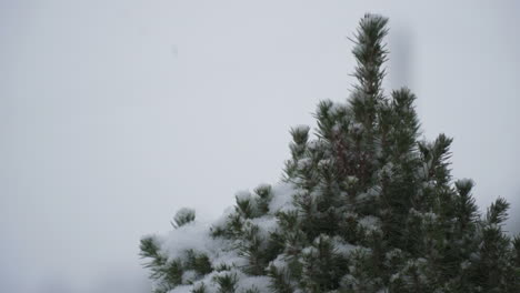pine-tree-winter-snow-shot-in-slow-motion