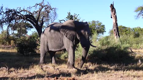 Elefante-Arbusto-Africano-Masivo-En-Las-Duras-Sombras-De-Media-Tarde