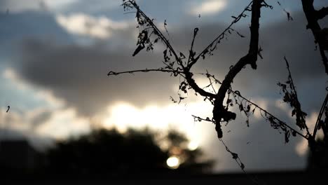 Silhouette-of-caterpillars-on-a-tree-twig