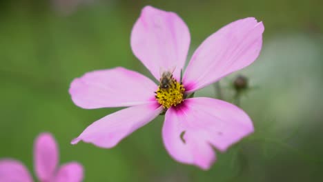 Bee-pollinating-pink-flower-then-flying-off,-slow-motion-closeup-focus