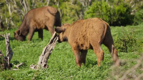 Ein-Kleiner-Afrikanischer-Kapbüffel-Kratzt-Sein-Gesicht-An-Einem-Toten-Baum-Und-Leckt-Ihn-Dann-Im-Addo-Elefantenpark,-Nahaufnahme