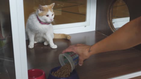 Alimentar-A-Un-Gato-En-Una-Caja-De-Refugio-Antes-De-La-Adopción