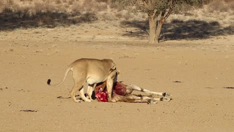 Grafik:-Blutiger-Afrikanischer-Löwe-Frisst-Eine-Kürzlich-Getötete-Elenantilopen