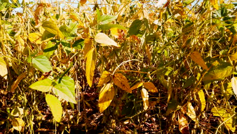 A-soybean-plantation-field-in-rural