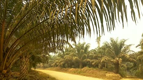 Ein-Blick-Aus-Der-Nähe-Vom-Straßenrand-Auf-Die-Blätter-Der-Palmölbäume,-Die-In-Der-Trockenzeit-Vom-Bodenstaub-Bedeckt-Sind