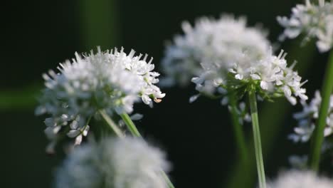 Asteraceae-Weiße-Blume-In-Einem-Wald-Mit-Sanfter,-ächzender-Bewegung