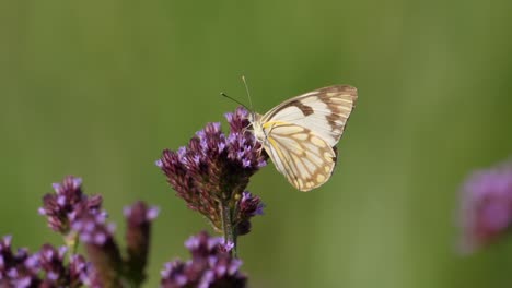 Pioneer-butterfly-on-tiny-purple-flowers-sucks-nectar,-sunny-day,-static-macro