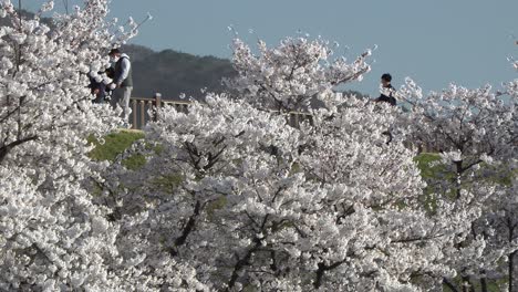 Cherry-blossom,-Korean-people-walking-in-the-park-of-Seoul-wearing-a-surgical-masks-due-to-coronavirus-2019-nCoV-pneumonia-outbreak
