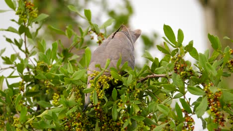 Close-up-of-one-isolated-Half-Collared-Dove,-eating-ripe-berries-in-Common-Wild-Currant-tree-one-by-one,-selective-focus