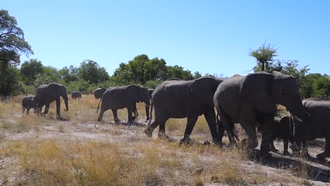 One-elephant-steps-out-of-herd-walking-by-to-challenge-safari-vehicle