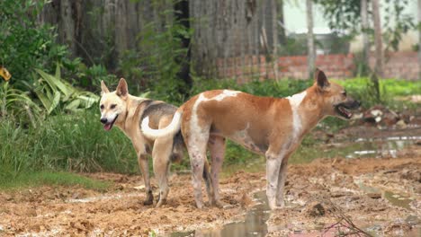 Medium-Shot-of-Two-Dogs-in-a-Romantic-Tryst-After-Mating