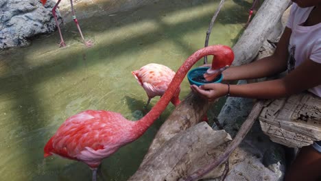 Zeitlupe-Eines-Flamingos,-Der-Einem-Kind-Im-Aquarium-Aus-Den-Händen-Frisst