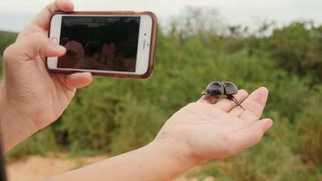 A-flightless-dung-beetle-crawls-nimbly-over-a-person's-hand-while-they-film-the-special-moment-on-a-smartphone