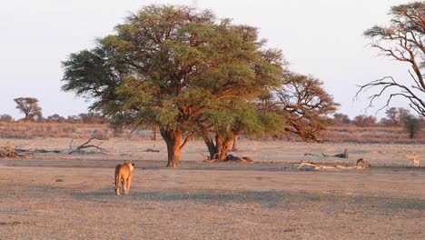 Afrikanischer-Löwe-Geht-Langsam-Zum-Schatten-Eines-Akazienbaums,-Wo-Andere-Löwen-Ruhen