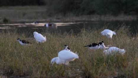 Egrets-with-other-birds-forage-for-food-in-the-wetlands-found-in-the-riparian-preserve-in-the-Southwest-of-the-USA